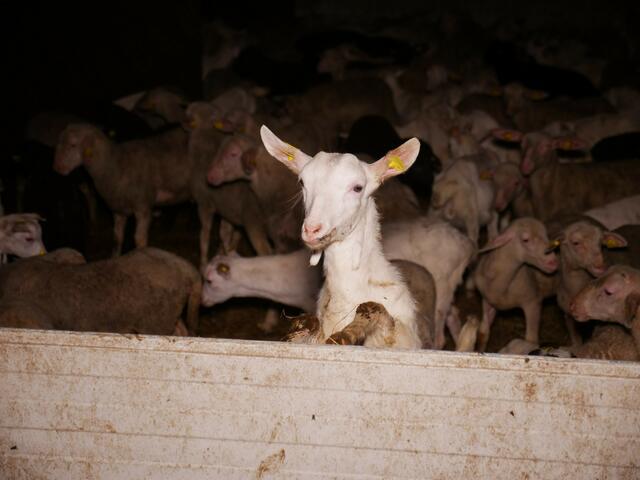 Für die Tiere, die im Betrieb leiden und sterben müssen, passiere aber offensichtlich viel zu wenig. | Foto: VGT.at