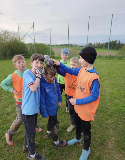 Die Kinder des Fußballvereins Gallspach fanden den Graupapagei.