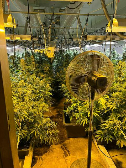 Ebenso haben die Einsatzkräfte in einer 120-Quadratmeter-Wohnung in der Brigittenau eine weitere Plantage vorgefunden. | Foto: LPD Wien