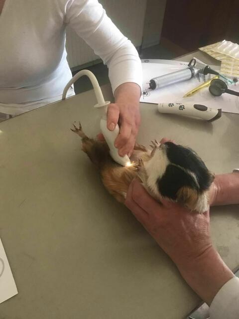 Alle 14 Weibchen sind trächtig. Das Tierheim rechnet mit mindestens 30 Jungen.  | Foto: Tierheim Tierseelenhoffnung Frankenburg