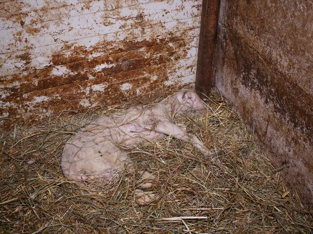 Für die zuständigen Behörden gebe es nun keine Ausrede der Unwissenheit mehr. | Foto: VGT.at