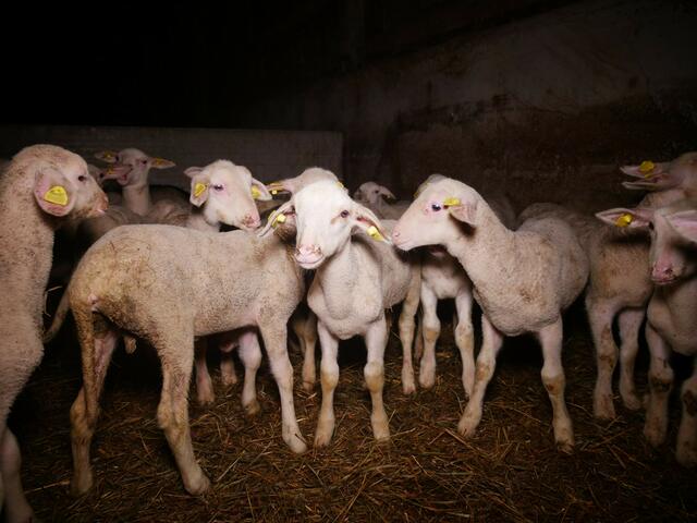 Der Fall ist bekannt und die Probleme in der Mastanlage sind erst vor einem halben Jahr durchs ganze Land gegangen. | Foto: VGT.at
