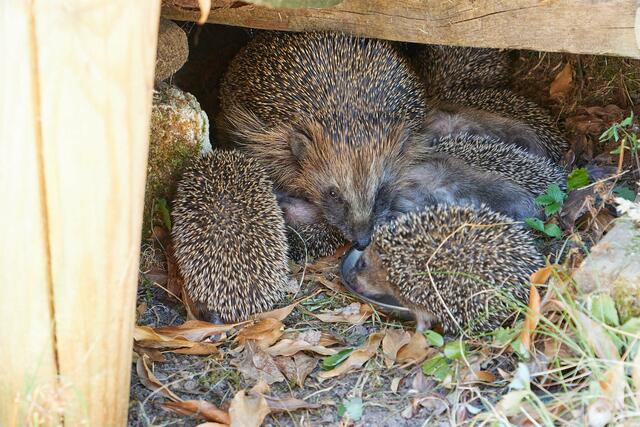 Igelmama mit Babys | Foto: Marion Spath
