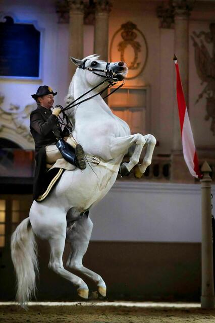 Die weltberühmten Lipizzaner sind ein Publikumsmagnet.  | Foto: Rene van Bakel