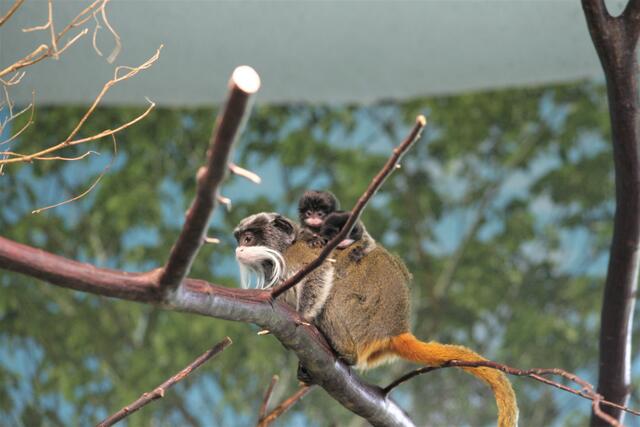 Bei der Primatenart ist es üblich, dass sich die männlichen Mitglieder der Gruppe in erster Linie um den Nachwuchs kümmern. | Foto: Zoo Salzburg