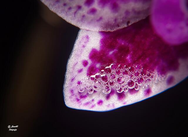 ........diese kleiner Tropferlen sind auf so einen Blatt hängen geblieben .....