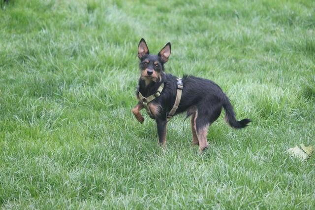 Pinschermix Rexi, geb. 2021, anhänglich, folgsam und kastriert. Er tobt gern mit anderen Hunden. | Foto: zVg