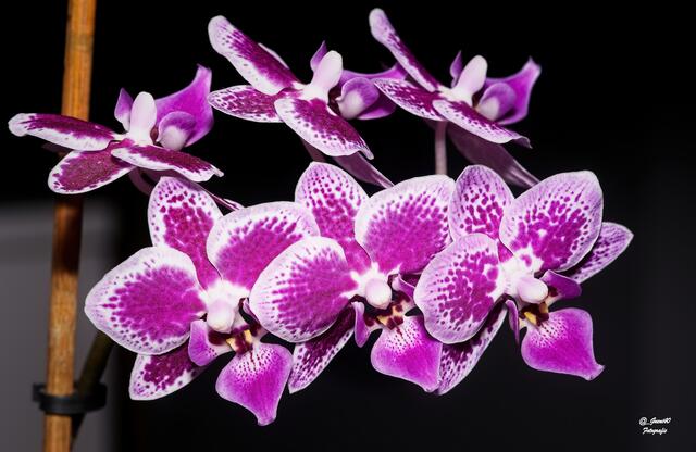 .........sie erfreuen mich jetzt ......