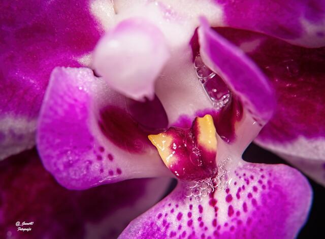 .....oh,die Zunge säuselt schön .....