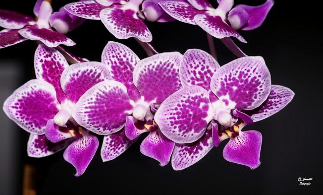 .....mit diesen schönen Anblick .....