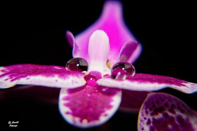 ......über die vorderen Bläter 2 Tropferlen aufgesetzt .....