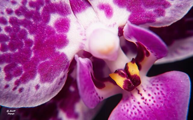 .......die Zunge ist noch nicht belegt ......