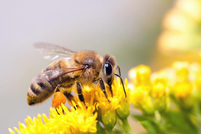 Eine Vielzahl an blühenden Wildblumen bringt Leben in den Garten. | Foto: Laures/PantherMedia (Symbolfoto)