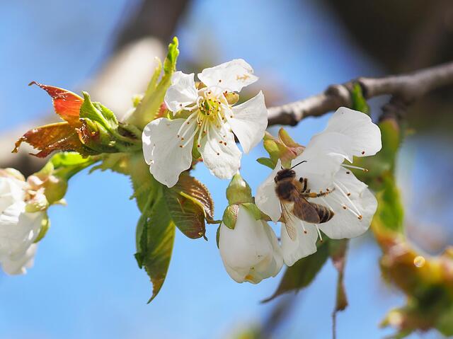 Die Kirschblüte ist im Gange aber die Bienen haben es trotzdem schwer.