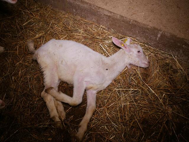 Auch 2023 liegen wieder sterbende und tote Tiere in der Skandalmast. ...
Trotz Aufdeckung und Anzeige im Sept.2022 hat sich an den Zuständen kaum etwas geändert, wie neue Aufnahmen zeigen. 

 | Foto: VGT