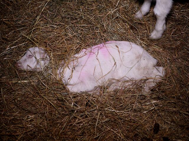 Etliche Tierleichen - Ziegen, Schafe und Rinder - vor allem schwache Tierkinder, aber auch adulte Tiere liegen im Stall zwischen den noch lebenden Tieren. ...
Das wurde bereits vor einem halben Jahr kritisiert. 

 | Foto: VGT