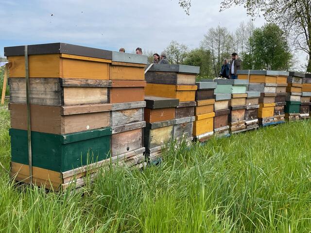 Geschäftiges Summen rund um Fabian Mayrs Bienenstöcke in Tobra. | Foto: BRS Perg