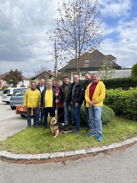 Einen lebenden Maibaum pflanzte die Liste Flammer in Bad Vöslau. | Foto: Liste Flammer
