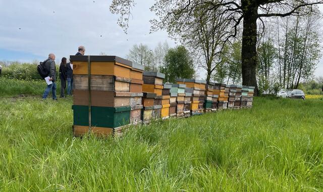 Geschäftiges Summen rund um Fabian Mayrs Bienenstöcke in Tobra. | Foto: BRS Perg