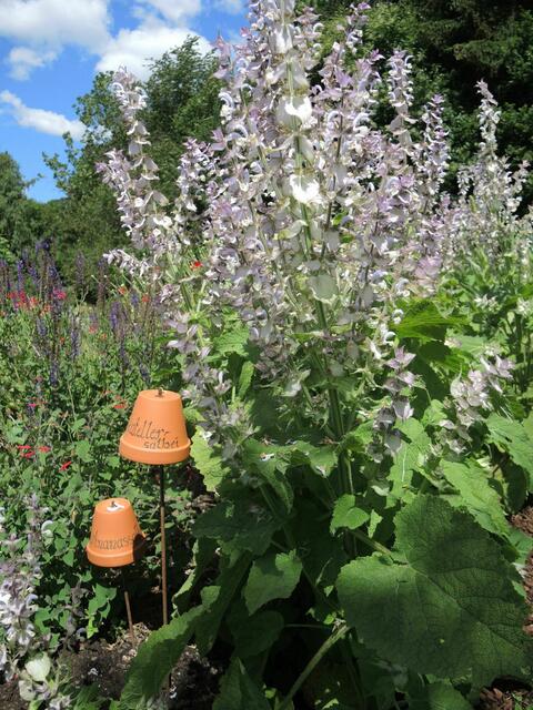 Muskatellersalbei | Foto: (Bienen)freundlicher Naturraum