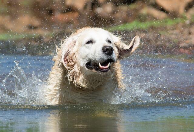 Bis Freitag, 5. Mai, sollen Hunde nicht in der Schwechat im Bereich zwischen Cholerakapelle und Südbahn baden. (Symbolfoto) | Foto: Picture-Factory/Fotolia