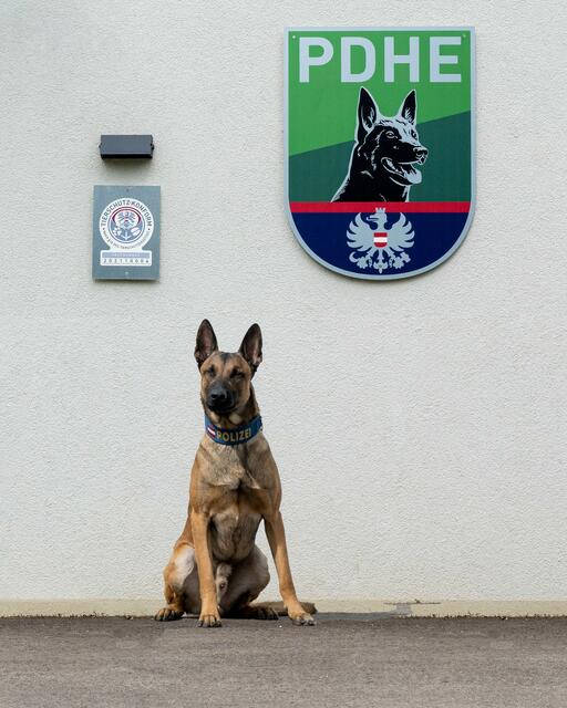 Bei einem Wega-Einsatz in einer Favoritner Kanzlei – ein Nachbar hatte einen mutmaßlichen Einbruch beobachtet – wurde ein Vierbeiner mit Dienstmarke zum Hund der Stunde. | Foto: LPD Wien
