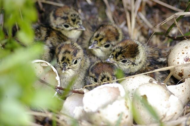 Birkhuhnküken im Nest | Foto: E. Rudigier