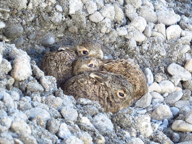 Feldhasen kommen behaart und sehend auf die Welt, jedoch sind sie in ihrer ersten Lebenszeit von ihrer guten Tarnung abhängig. Die Häsin besucht die Jungen nur zum Säugen. | Foto: René Gadient