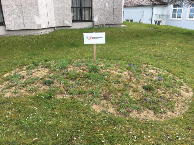 Bienen freuten sich schon in den ersten Frühlingstagen über die ertse Tracht bei der Wildnisblumeninsel bei der Sparkasse Haslach. | Foto: Helmut Eder