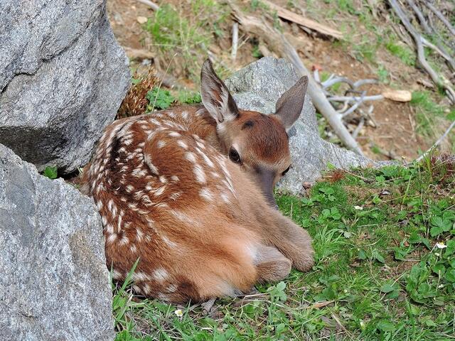 Auch Hirschkälber folgen in ihren ersten Lebenstagen ihrer Mutter noch nicht sondern warten in Verstecken auf ihre Rückkehr. | Foto: Benedikt Kolp