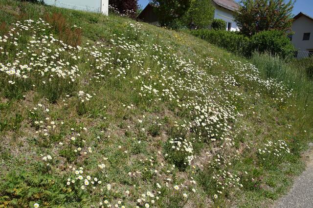 Bunte Wildnisgstöggn wie in der Rebenleiten fördern die Artenvielefalt und sind Lebnesraum und Nahrungsquelle für viele Wildbienenarten.   | Foto: Helmut Eder