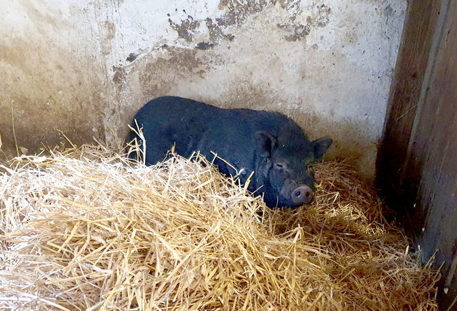 Hängebauchschwein Armani fühlt sich pudelwohl in seinem neuen Zuhause im Tierparadies Schabenreith | Foto: © Tierparadies Schabenreith