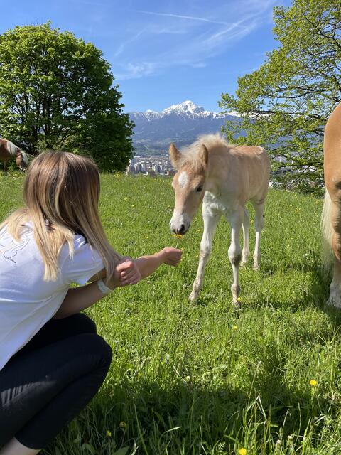 Noch haben die beiden Fohlen von Familie Löffler Respekt vor dem Menschen, doch bald muss mit dem Fohlen-ABC begonnen werden. | Foto: Lisa Kropiunig
