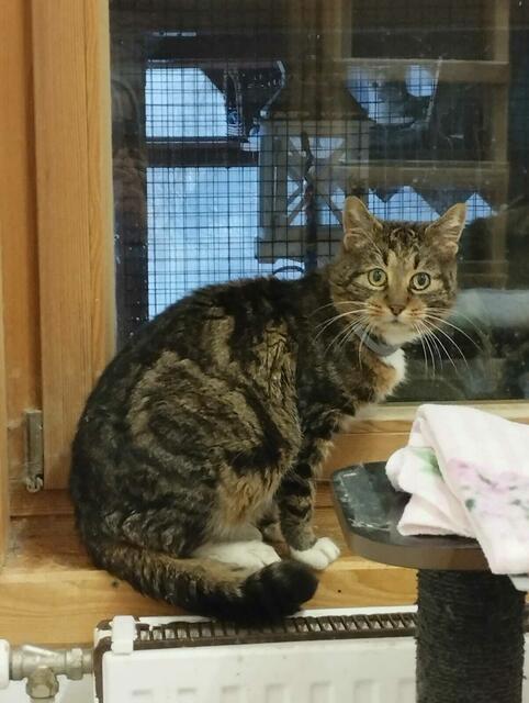 Kater „Bravissimo“ biss Menschen spitalsreif. | Foto: © Tierparadies Schabenreith