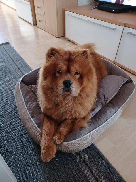 Lucy hat nach fast einem Jahr im Tierheim endlich ein Zuhause gefunden. Ihre ehemaligen Besitzer hatten die Hündin misshandelt.  | Foto: Tierheim Tierseelenhoffnung Frankenburg