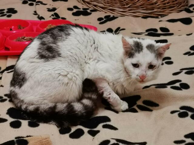 Zerzaust, verletzt und sehr aggressiv: Streunerkater „Firlefanz“ musste mit einer Falle eingefangen werden. | Foto: © Tierparadies Schabenreith