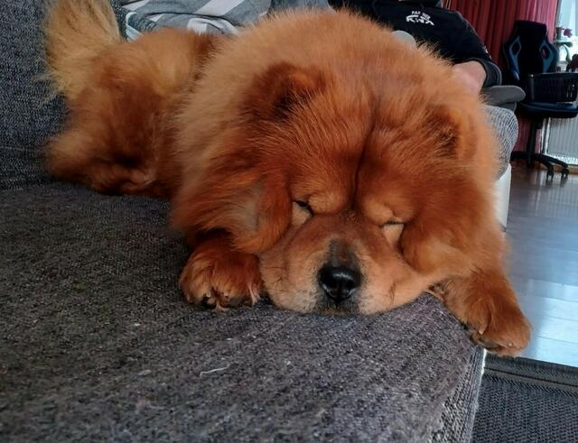 Heute kann Lucy einfach mal entspannt auf der Couch liegen.  | Foto: Tierheim Tierseelenhoffnung Frankenburg