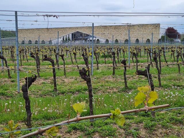 Eichenwald-Weine | Foto: Otto Krcal