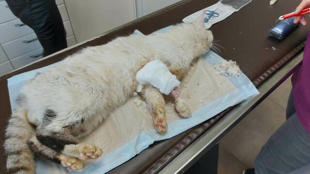 Zerzaust, verletzt und sehr aggressiv: Streunerkater „Firlefanz“ musste mit einer Falle eingefangen werden  | Foto: © Tierparadies Schabenreith