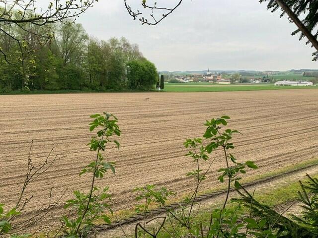 In Pötting wurde der Wolf auf einem Feld gesichtet und bereits bestätigt.  | Foto: privat/Jäger