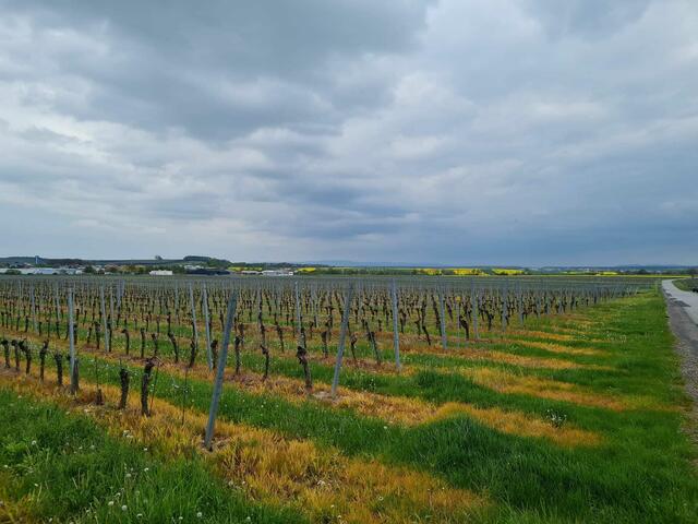 Weingärten in Horitschon | Foto: Otto Krcal