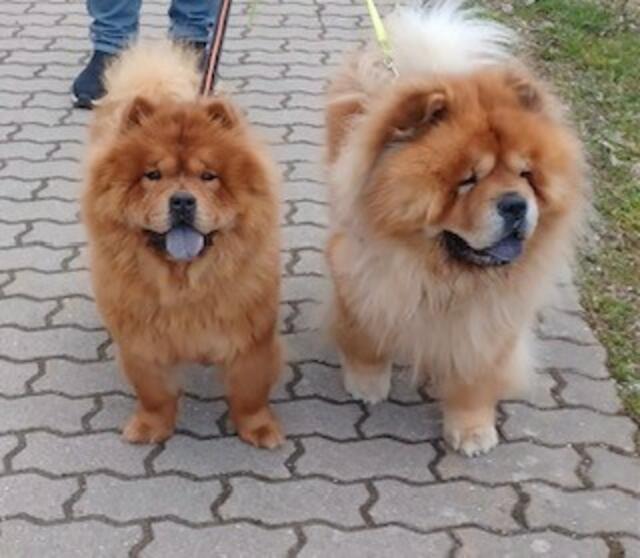Das glückliche Chow-Chow Pärchen Lucy und Arthur beim Spaziergang.  | Foto: Tierheim Tierseelenhoffnung Frankenburg