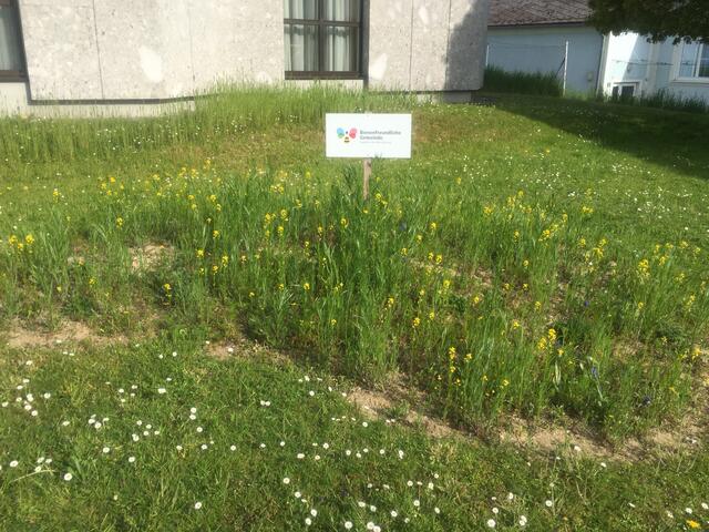 Eine Wildblumeninsel, wie  im Sparkassenpark Haslach bei einer sunnseitn-Aktion unter Anleitung der von Maria Gabriel-Oberngruber im Herbst  angelegt wurde, ist für jeden Gartenbesitzer und für öffentliche Flächen leicht umsetzbar. | Foto: Helmut Eder
