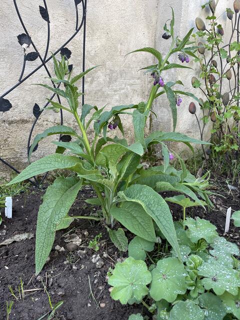 Auch Kräuter lassen sich leicht und mit wenig Platz selbst ziehen. | Foto: Bendl