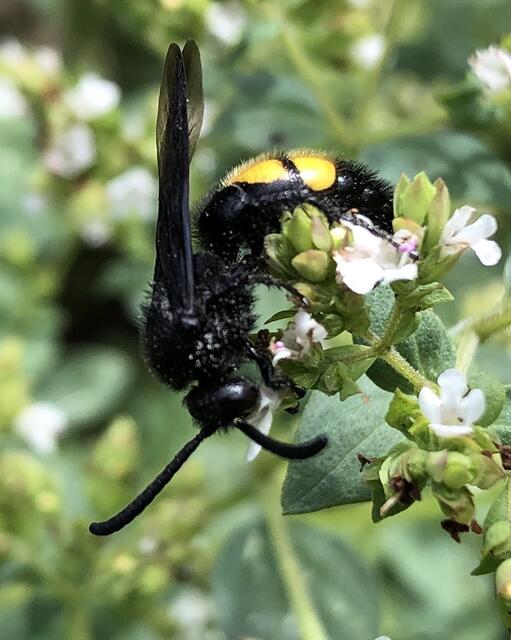 Nahrung nicht nur für die Menschen. | Foto: Lukas Pawek