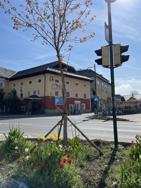 Der Baum soll als Zeichen für die Inklusion stehen.  | Foto: sm