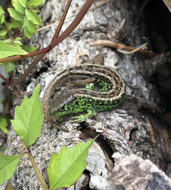 Auch die Tierwelt findet in einem Nutzgarten ihren Lebensraum. | Foto: Lukas Pawek
