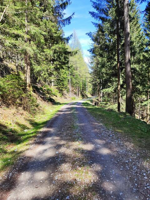 zurück gehen wir ein Stück des Schwarzenbergweges... | Foto: I.Wozonig
