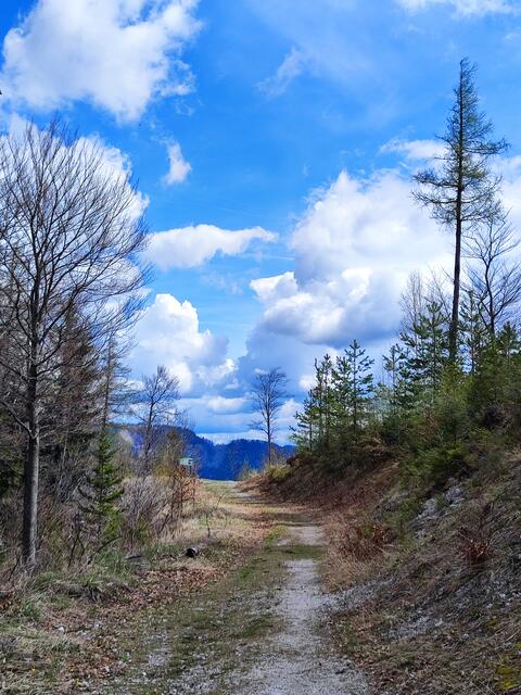 sehr nett und angenehm zu gehen ist der Rundwanderweg ,,Drei-Seen-Blick"  | Foto: I.Wozonig