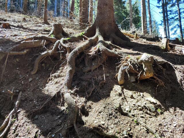 faszinierende Natur... | Foto: I.Wozonig